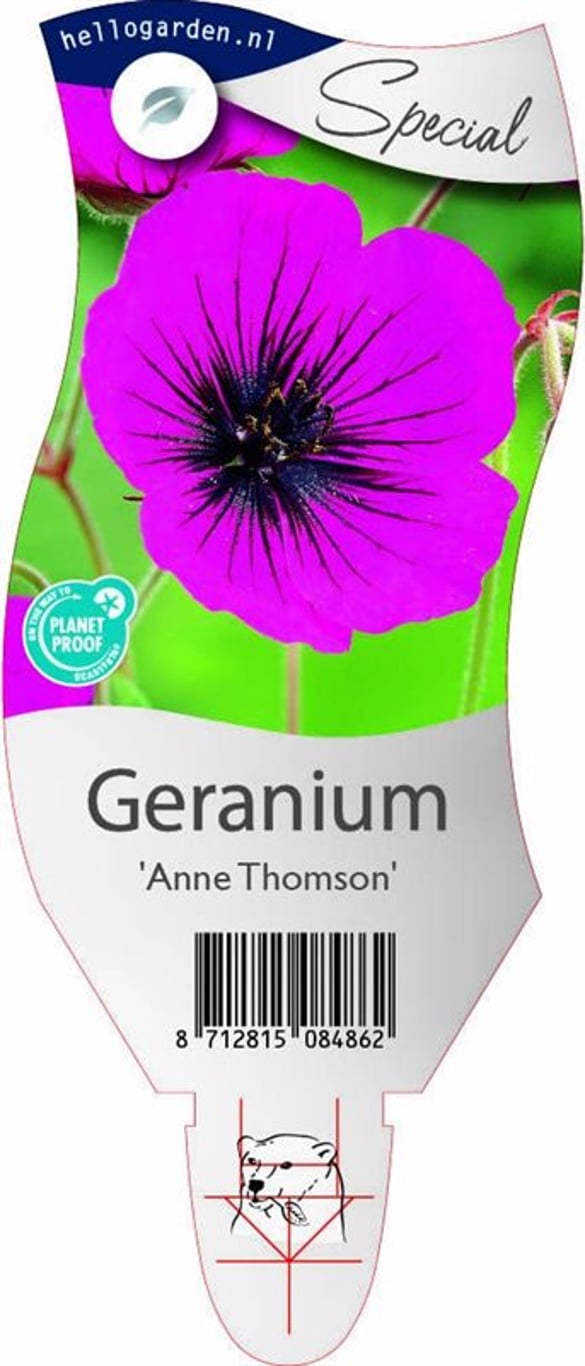 Geranium 'Anne Thomson' - P11